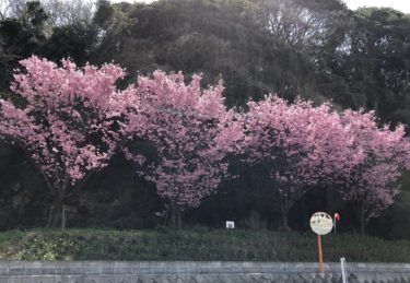 桜に出会う日！